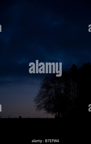 Dh Rook CROWS UK sciamare Rooks gregge tree woodlands silhouette drammatico crepuscolo serale sky Foto Stock