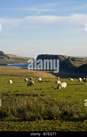 Dh parete di Adriano NORTHUMBRIA gregge di ovini al pascolo ai Rigg in acciaio muro romano Northumberland National Park Foto Stock