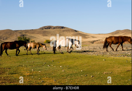 Bellissimo il mongolo cavalli pascolano nelle vaste praterie della Mongolia. Foto Stock