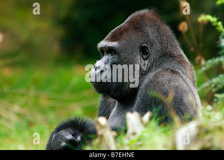 In prossimità di un grande gorilla maschio Foto Stock