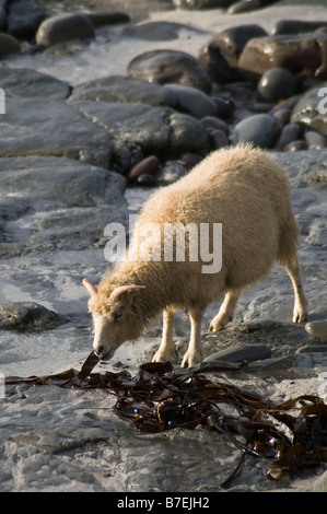 Dh North Ronaldsay ORKNEY North Ronaldsay pecore mangiare alghe marine Foto Stock