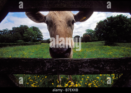Un curioso mucca guarda attraverso una fattoria in legno cancello su una fattoria in Lincolnshire UK Foto Stock