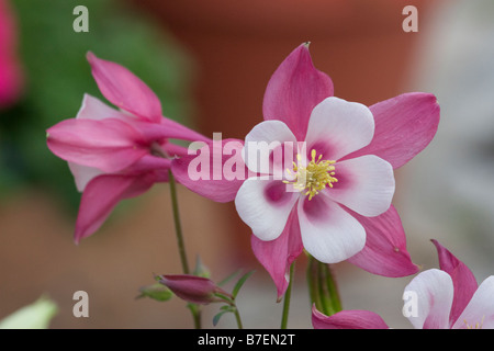 Columbine vista anteriore e laterale Foto Stock