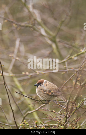 Passera mattugia Passer montanus, Bempton Cliffs RSPB riserva, Yorkshire, Inghilterra, Aprile. Foto Stock