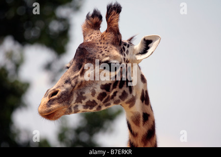 Testa della giraffa Foto Stock