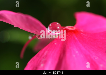 Foto di stock di una macro immagine di un refelective gocciolina di acqua su un fiore Foto Stock
