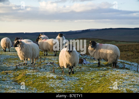 Dh Blackface pecore Pecore REGNO UNITO Scottish blackface gregge di ovini Tynedale mori Northumberland National Park Foto Stock