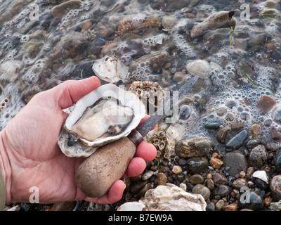 Seabeck cappa Washington Canal sgusciati Oyster Foto Stock