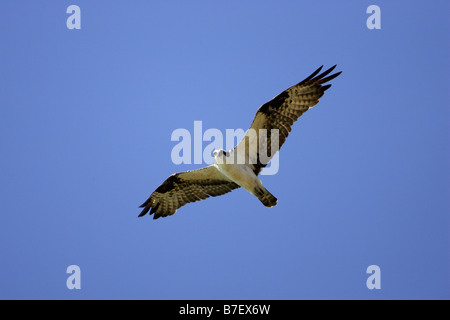 Falco pescatore Pandion haliaetus carolinensis in volo Foto Stock