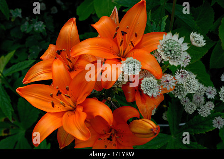 Arancio brillante gigli di un confine erbacee Killin Perthshire Scozia UK Foto Stock