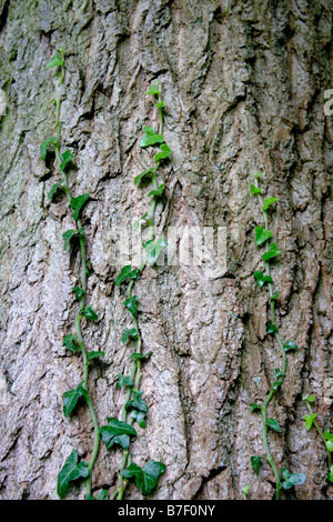 Edera (Hedera helix) che si arrampica sul tronco di albero, England, Regno Unito Foto Stock