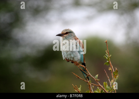 Eurasian o unione o blu o rullo comune Foto Stock