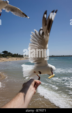 Una fotografia di stock di un seagul prendendo il cibo fuori una mano alle persone Foto Stock