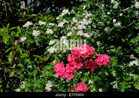 Fiori bianchi e rosa scuro rododendri Killin Perthshire Scozia UK Foto Stock