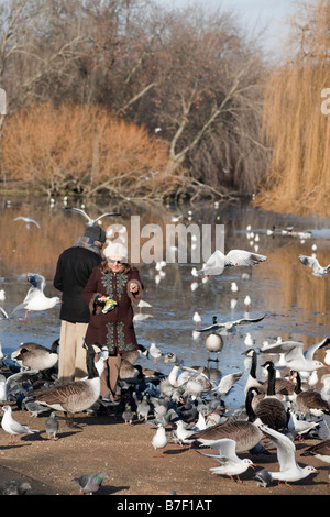 Persone alimentando gli uccelli. Regents Park, Londra, Inghilterra, Regno Unito Foto Stock