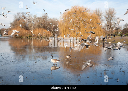 Gli uccelli volando sul lago ghiacciato in inverno il sole. Regents Park, Londra, Inghilterra, Regno Unito Foto Stock