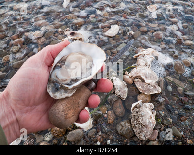 Seabeck cappa Washington Canal - Uomo tenendo un sgusciati oyster e coltello oyster Foto Stock