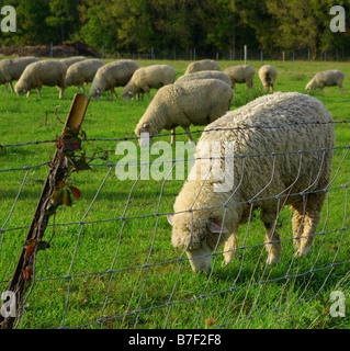 Numerose pecore al pascolo in un campo di agricoltori. Foto Stock