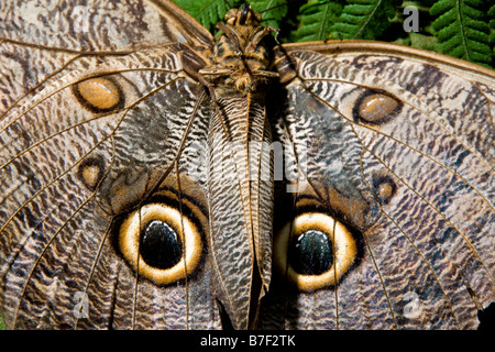 Farfalla Civetta (Caligo specie) in Costa Rica Foto Stock