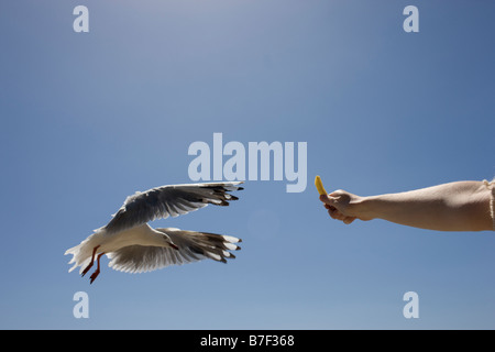 Una fotografia di stock di un seagul prendendo il cibo fuori una mano alle persone Foto Stock