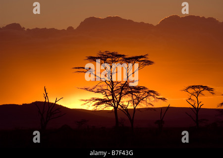 Sagome di alberi di acacia al tramonto nel Serengeti Seronera Tanzania Foto Stock