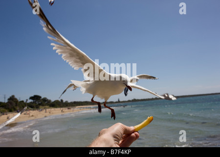 Una fotografia di stock di un seagul prendendo il cibo fuori una mano alle persone Foto Stock