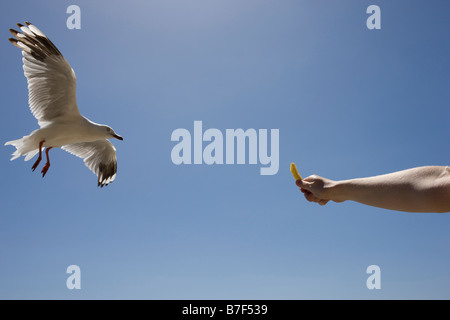 Una fotografia di stock di un seagul prendendo il cibo fuori una mano alle persone Foto Stock