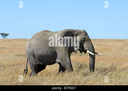 Elefante africano (Loxodonta africana) attraversa la pianura a est di Seronera nel Serengeti Tanzania Foto Stock