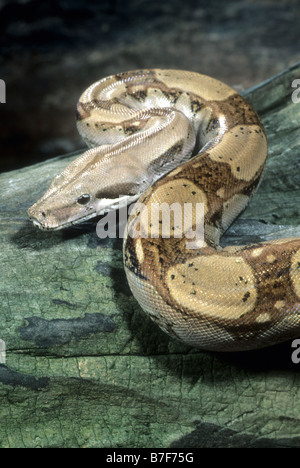Red code (Boa Boa constrictor) Foto Stock