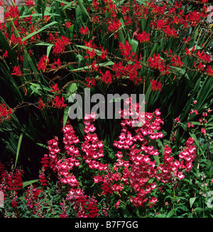 Bordo rosso con crocosmia penstemon e antirrhinum a Holehird Gardens Foto Stock