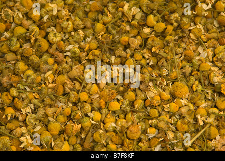 Asteraceae matricaria recutita o Tedesco camomilla Foto Stock