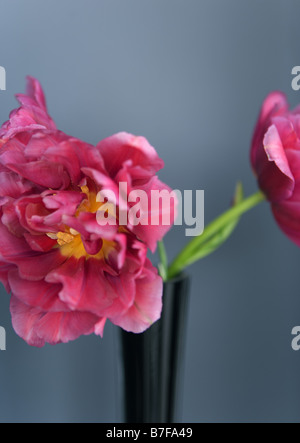 Tulipani rosa in vaso Foto Stock