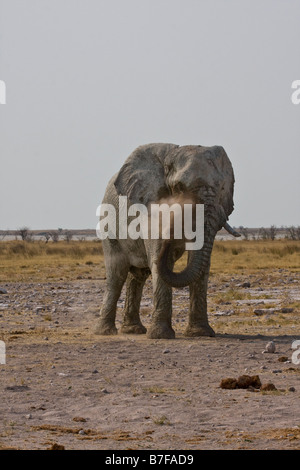 Elephant avente polvere Nomians bagno waterhole etosha Foto Stock