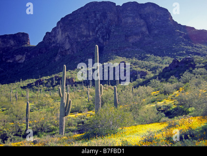 Picacho Peak parco dello stato in Arizona negli Stati Uniti Foto Stock