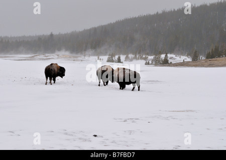 Bison in roaming nella neve. Il Parco Nazionale di Yellowstone, Wyoming negli Stati Uniti. Foto Stock