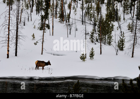 Un alci pascolare nella neve. Il Parco Nazionale di Yellowstone, Wyoming negli Stati Uniti. Foto Stock