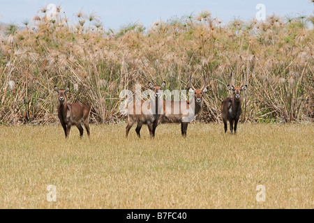 Waterbuck comune Kobus ellipsiprymnus isola Crescent Lake Naivasha Kenya Foto Stock