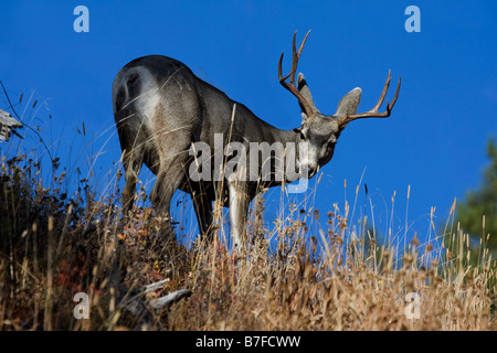 Mule Deer guardando dritto in telecamera con cielo blu in background Foto Stock