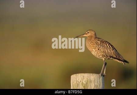 Curlew Numenius arquata permanente sulla recinzione post deformatori Caithness in Scozia Luglio Foto Stock