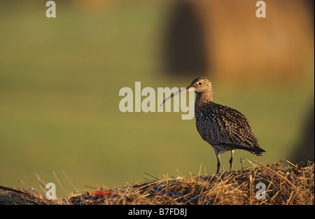 Curlew Numenius arquata permanente sulla balla di fieno di Caithness in Scozia Luglio Foto Stock