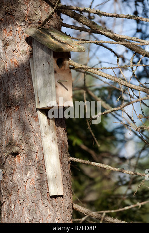 Vecchia scatola di nidificazione di uccello di legno sul tronco dell'albero, Finlandia Foto Stock