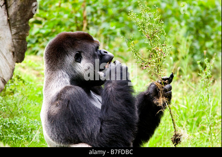 Gorilla Silverback maschio Foto Stock