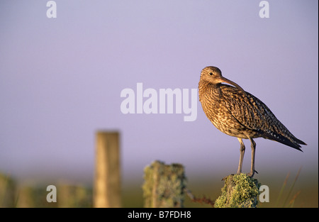 Curlew Numenius arquata permanente sulla fencepost Caithness in Scozia Luglio Foto Stock