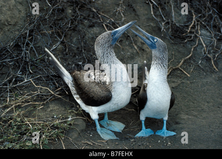 Fou un pieds bleu Blue footed Boody nel comportamento di corteggiamento Galapagos adulti adulti da soli Archipiélago de Colón comportamento attraente Foto Stock