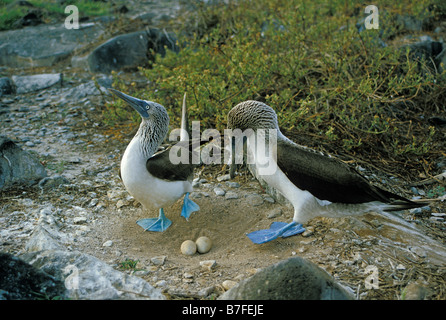 Fou un pieds bleu danza di corteggiamento di BLUE FOOTED BOOBIES SULA NEBOUXII DAPHNE grandi isole Galapagos animali animali aqua Foto Stock