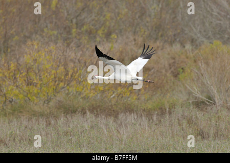 Grus americana Foto Stock