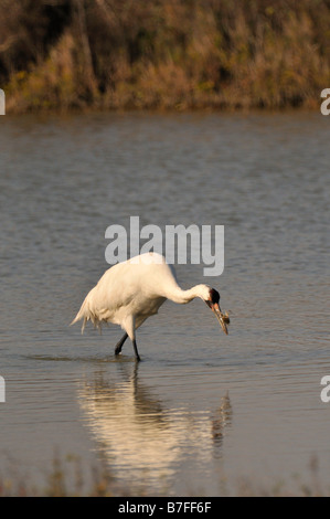 Grus americana Foto Stock