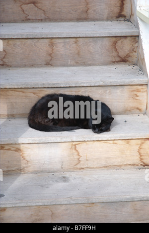 Gatto nero addormentato sui gradini in legno Foto Stock