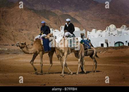 Due beduini a cavallo di cammelli, Dahab, Egitto Foto Stock
