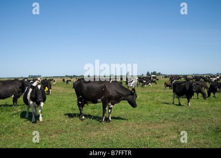 Fresian vacche da latte in campo, vicino a Ashburton, Canterbury, Nuova Zelanda Foto Stock